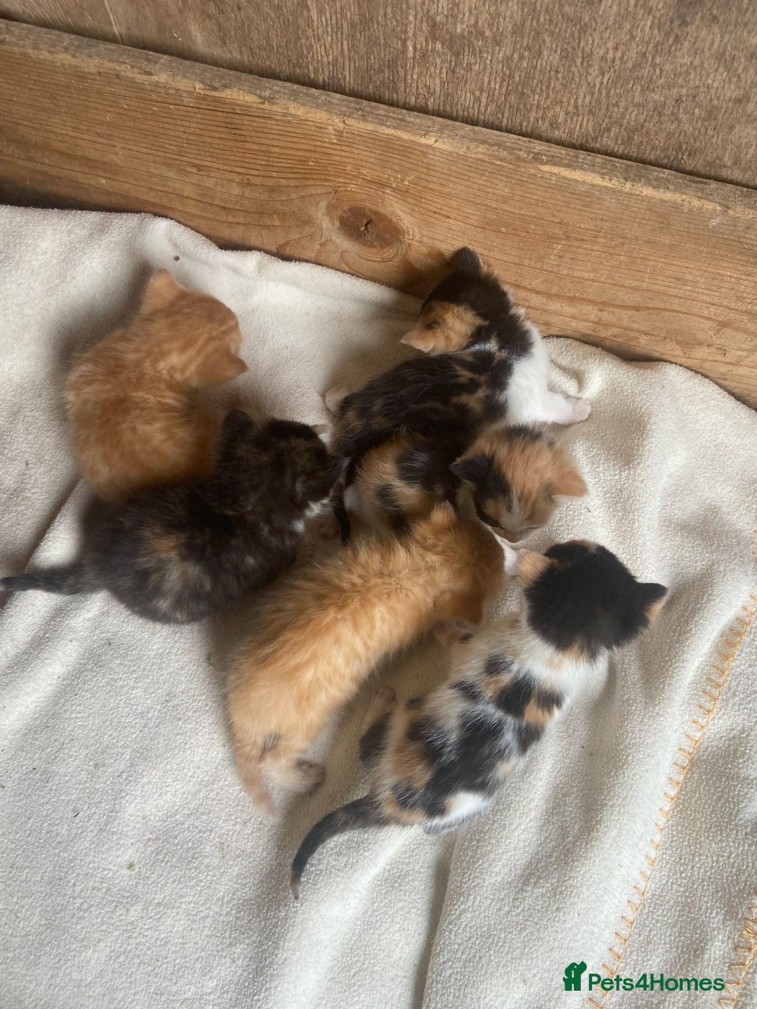 Mixed Breed cats 10 friendly kittens - Advert 17