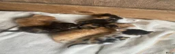 Mixed Breed cats for sale: 10 friendly kittens - Advert 3