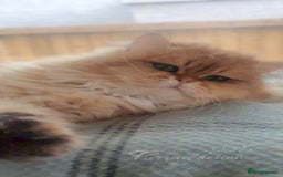 British Longhair cats for sale: Sweet Black Golden British Longhair Boy - Image 5