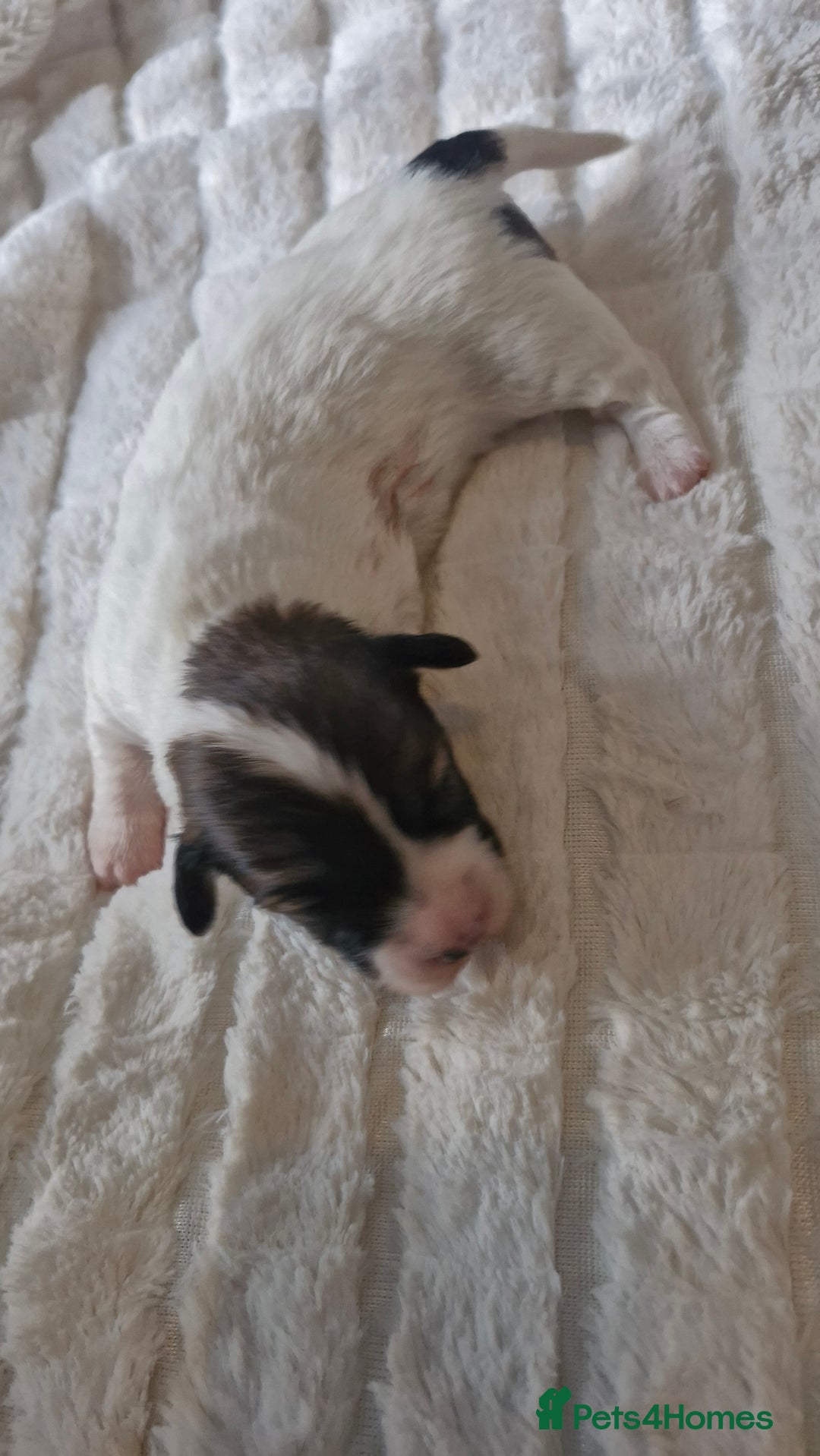 Jack Russell dogs for sale: Jack Russell puppies  - Advert 4