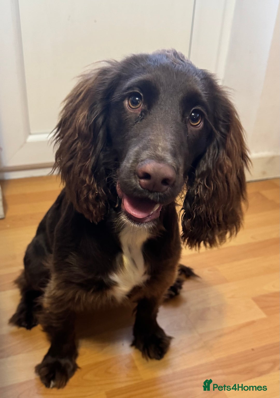 Cocker Spaniel dogs for sale: Chocolate Cocker  - Advert 9