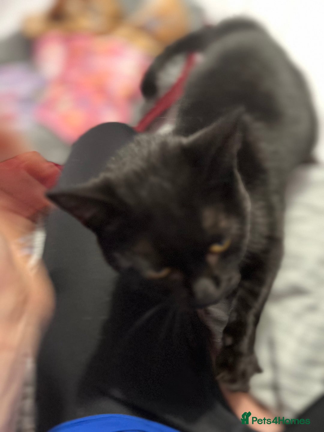 Mixed Breed cats for adoption: 8 month old rescue looking for her own home - Advert 2