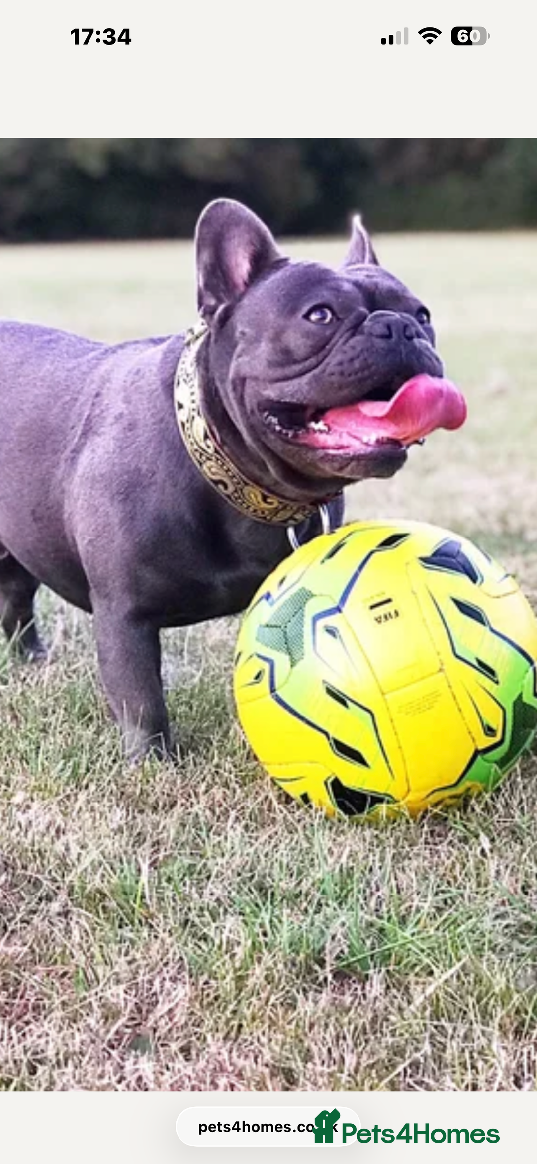 French Bulldog dogs for sale: Beautiful looking French bulldog puppies - Advert 3