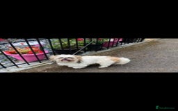 Shih Tzu dogs for sale: Beautiful Shih-tzu's - Image 7