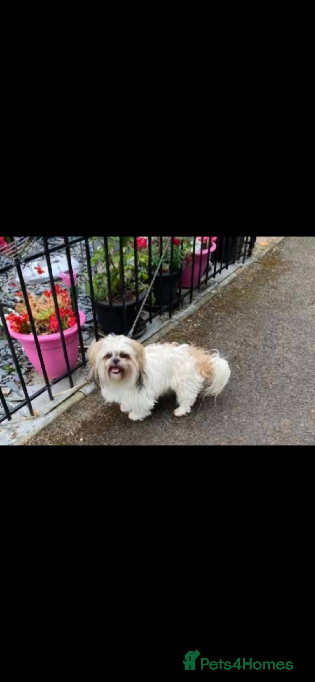 Shih Tzu dogs for sale: Beautiful Shih-tzu's - Image 7