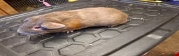 Guinea Pig rodents for sale: Male and female baby guinea pigs for sale - Advert 16