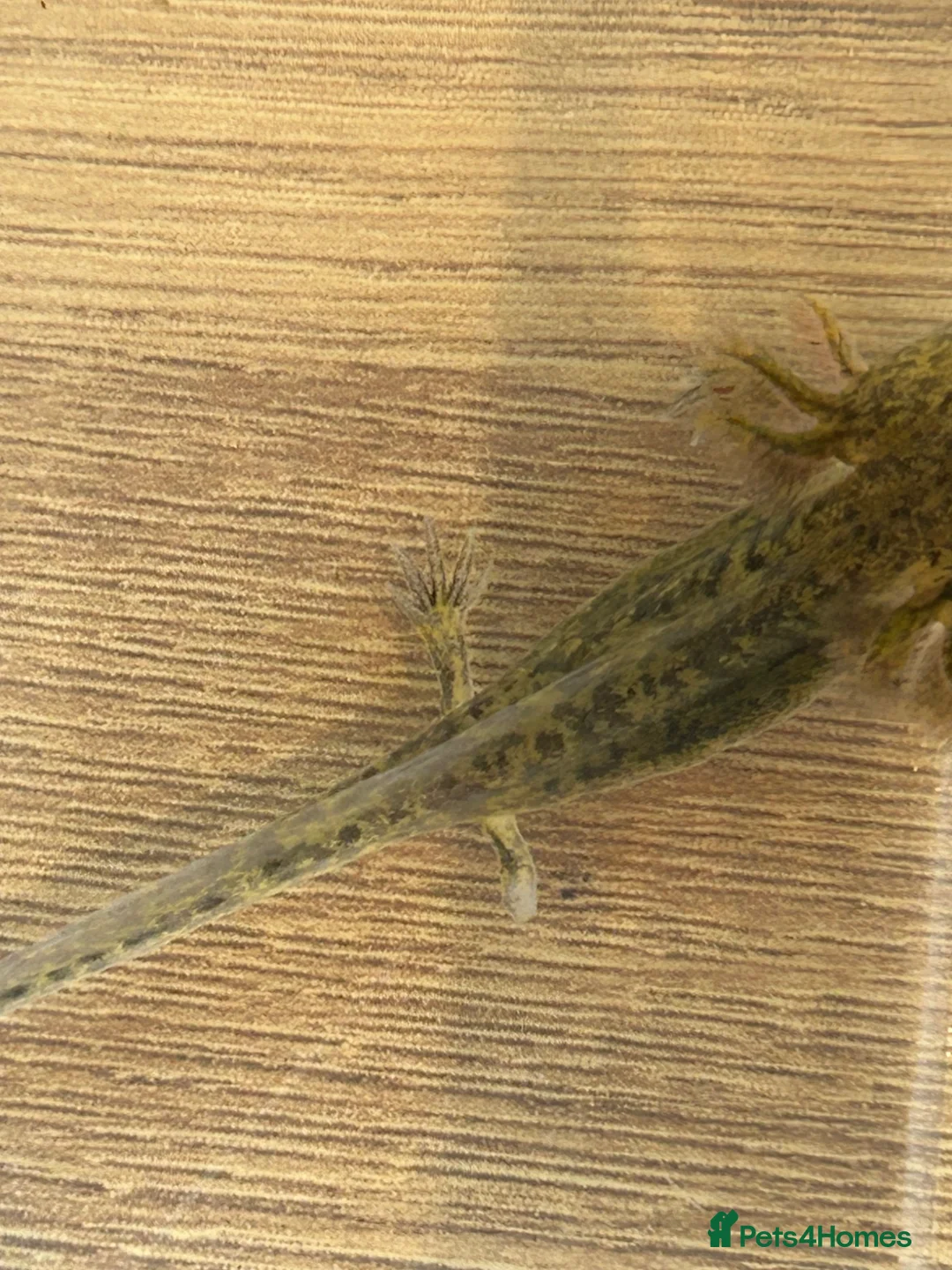 Axolotl reptiles for sale: Juvenile Axolotls – (Minor Nips) - Advert 1