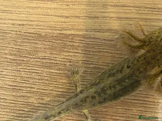 Axolotl reptiles Juvenile Axolotls – (Minor Nips) - Advert 4