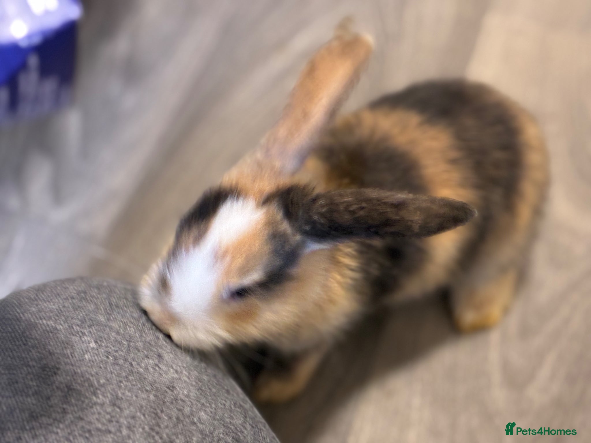 Mixed Breed rabbits Gorgeous bunnies - Advert 13