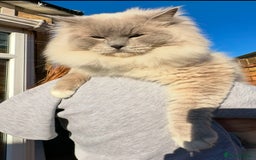 Ragdoll cats for stud: GCCF/TICA Ragdoll Stud available for mating TESTED - Image 3
