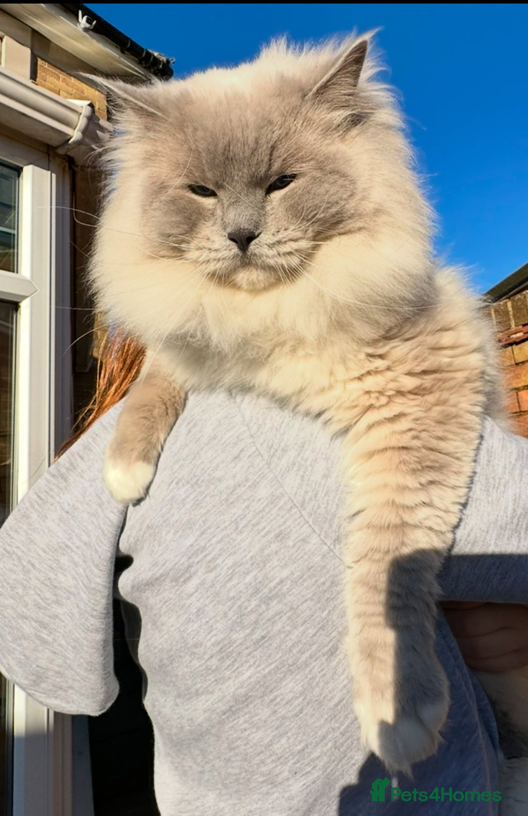 Ragdoll cats for stud: GCCF/TICA Ragdoll Stud available for mating TESTED - Image 3