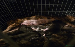 Mixed Breed dogs for sale: Cane corso x shar pei x staffy - Advert 8