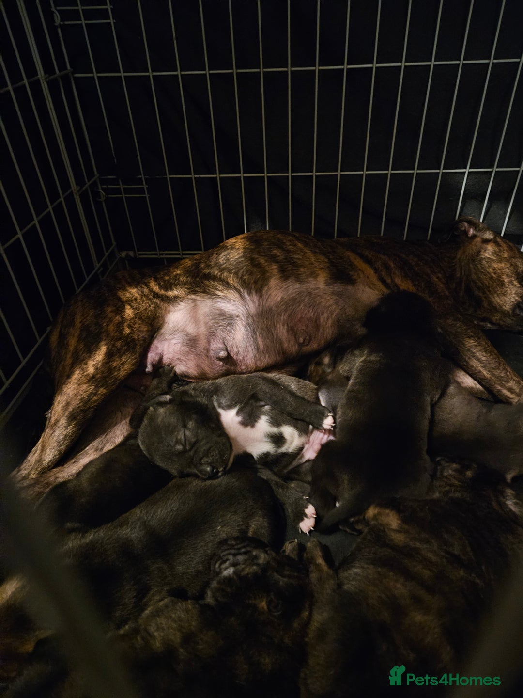 Mixed Breed dogs for sale: Cane corso x shar pei x staffy - Advert 8