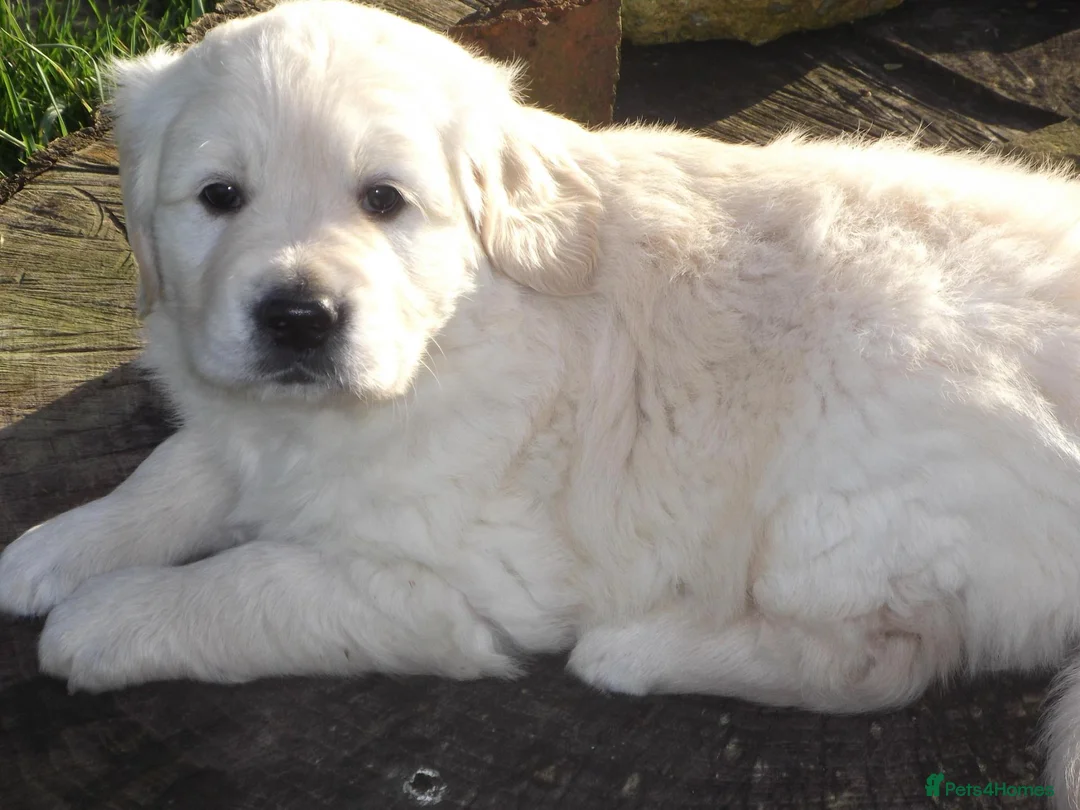 Golden Retriever dogs for stud: CHAMPION BRED STUD DOG  - Advert 3