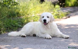 Golden Retriever dogs for sale: 9 gorgeous golden retriever pups  - Image 16