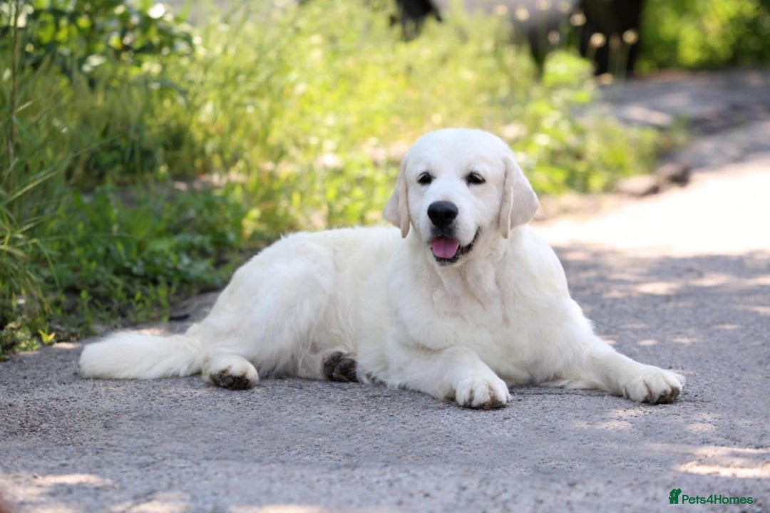Golden Retriever dogs for sale: 9 gorgeous golden retriever pups  - Image 16