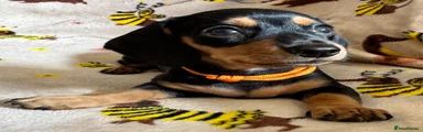 Miniature Dachshund 7