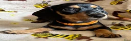 Miniature Dachshund dogs for sale: 3 miniature dachshund pups, female black and tan in Newport - Advert 2