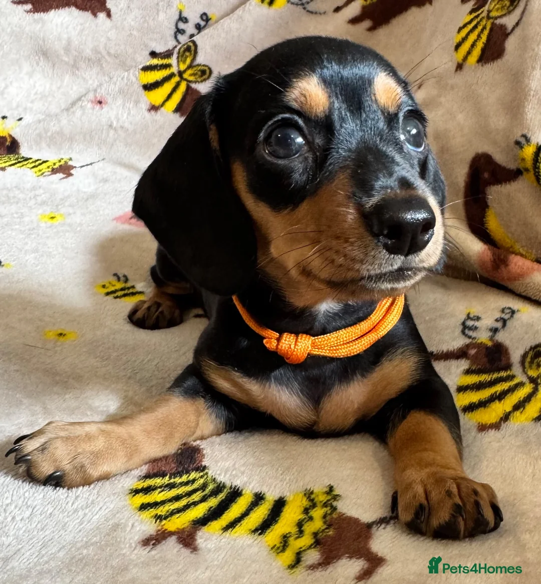 Miniature Dachshund dogs for sale: 3 miniature dachshund pups, female black and tan in Newport - Advert 2