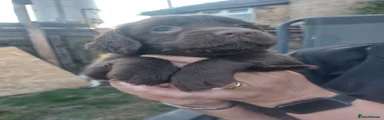 Sprocker 6
