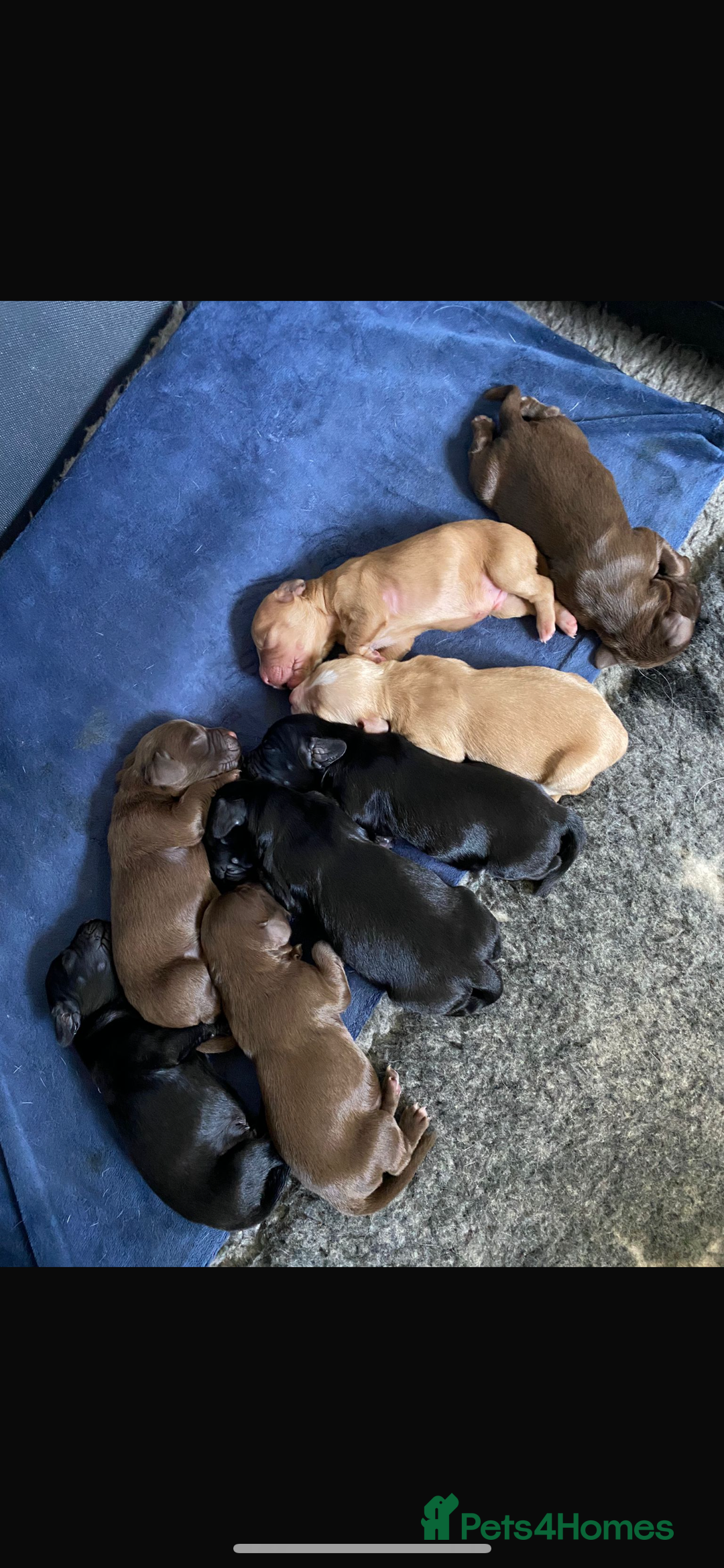 Cocker Spaniel dogs for stud: Fully KC Registered Black Cocker Spaniel for stud  in Tiverton - Advert 5