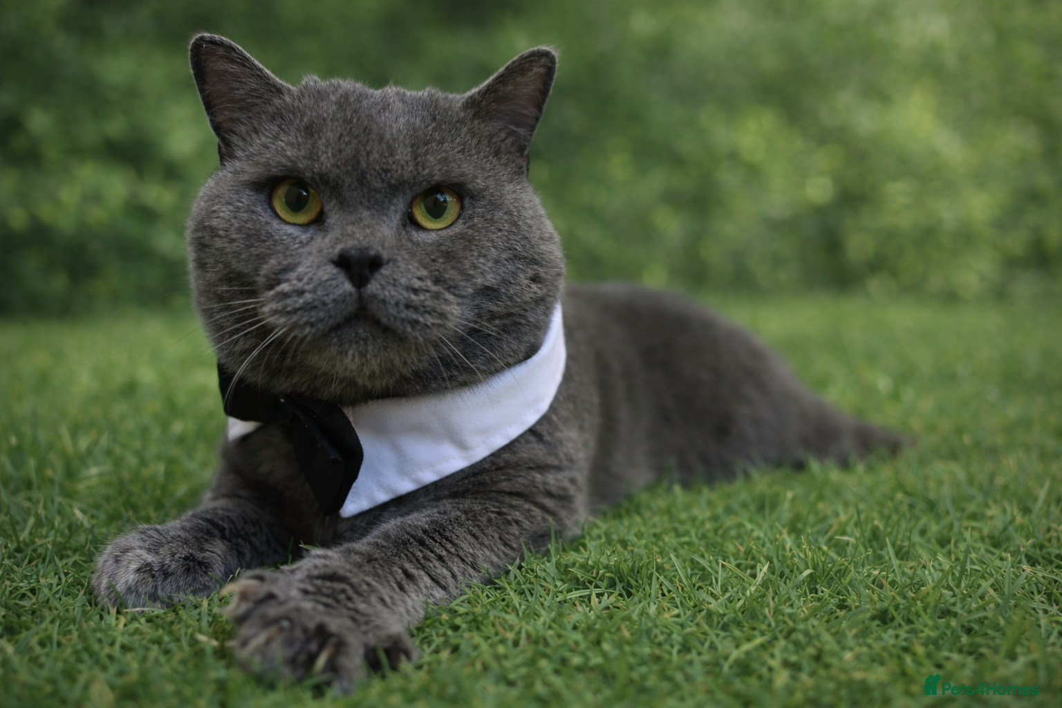 British Shorthair cats GCCF BSH Stud  - Advert 6