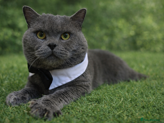 British Shorthair cats GCCF BSH Stud - Advert 2