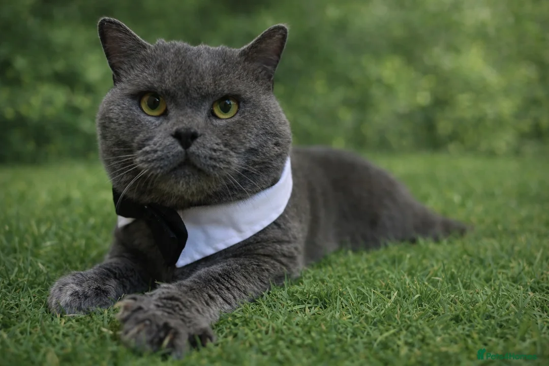 British Shorthair cats for stud: GCCF BSH Stud  - Advert 7