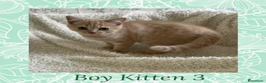 British Shorthair 3