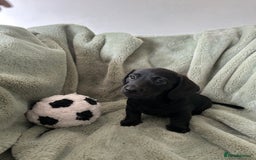 Miniature Dachshund dogs for sale: 3X Male Miniature Dachshunds- READY TO GO - Image 13