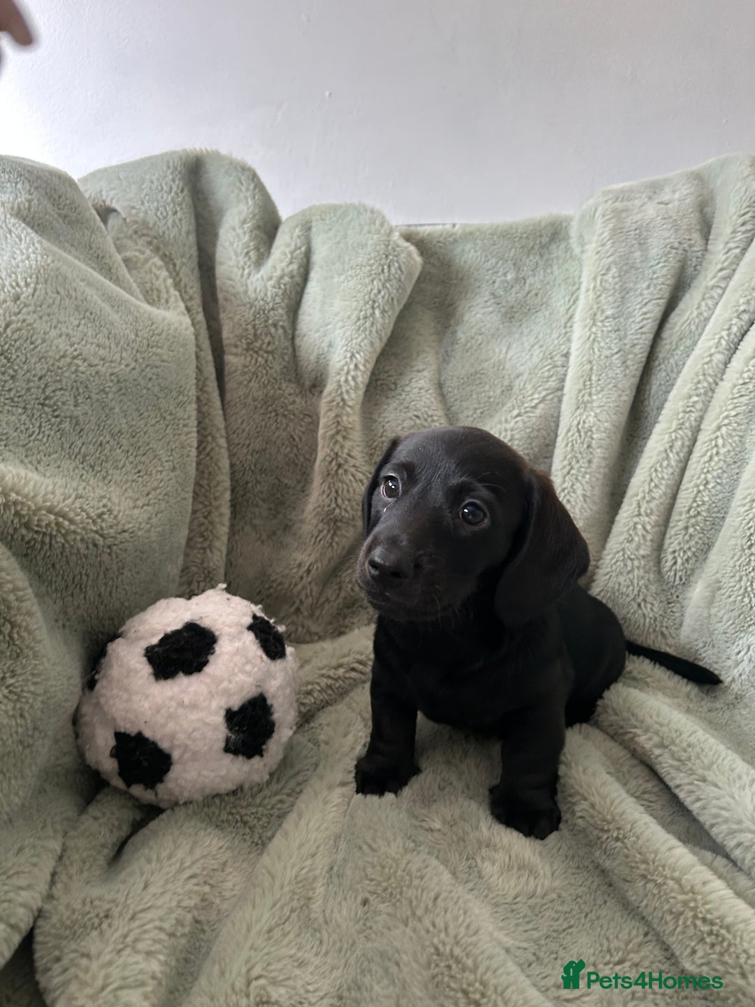 Miniature Dachshund dogs for sale: 3X Male Miniature Dachshunds- READY TO GO - Image 13