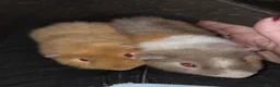 Guinea Pig rodents for sale: Guinea pigs  - Advert 8