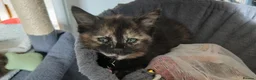 Mixed Breed cats for sale: 6 kitties looking for new forever homes - Advert 3