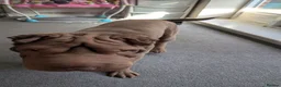 Shar Pei dogs for sale: 8 month old shar pei for sale  in Canterbury - Advert 9