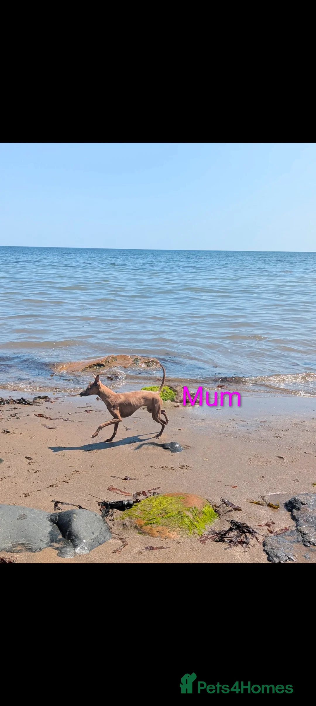 Italian Greyhound dogs for sale: Italian Greyhounds Raised in Loving Home - Advert 10