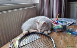 Ragdoll cats for sale: Flame point male ragdoll, Ozzy, aged 1 year - Image 6