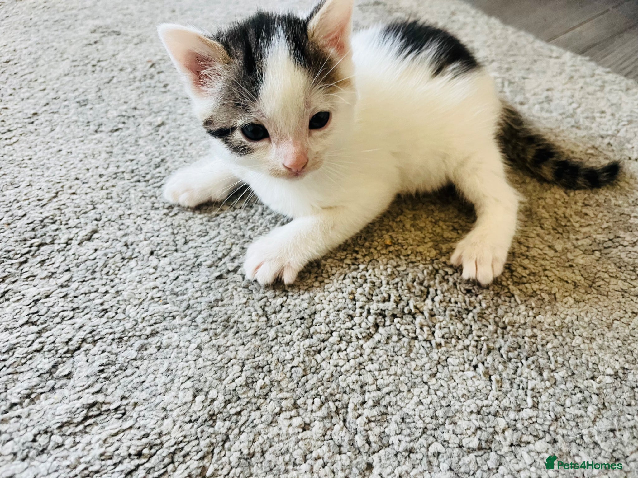 Mixed Breed cats Gorgeous White and Tabby Male Kitten  - Advert 2