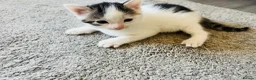 Mixed Breed cats for sale: Gorgeous White and Tabby Male Kitten  - Advert 1