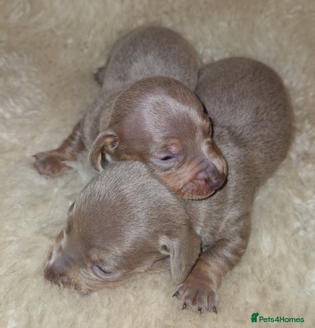 Dachshund dogs for sale: Beautiful litter of mini dachshunds  - Advert 9