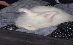 Angora rabbits for sale: Blue eyed white Angora - Image 2