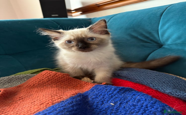 Ragdoll cats - Advert 8