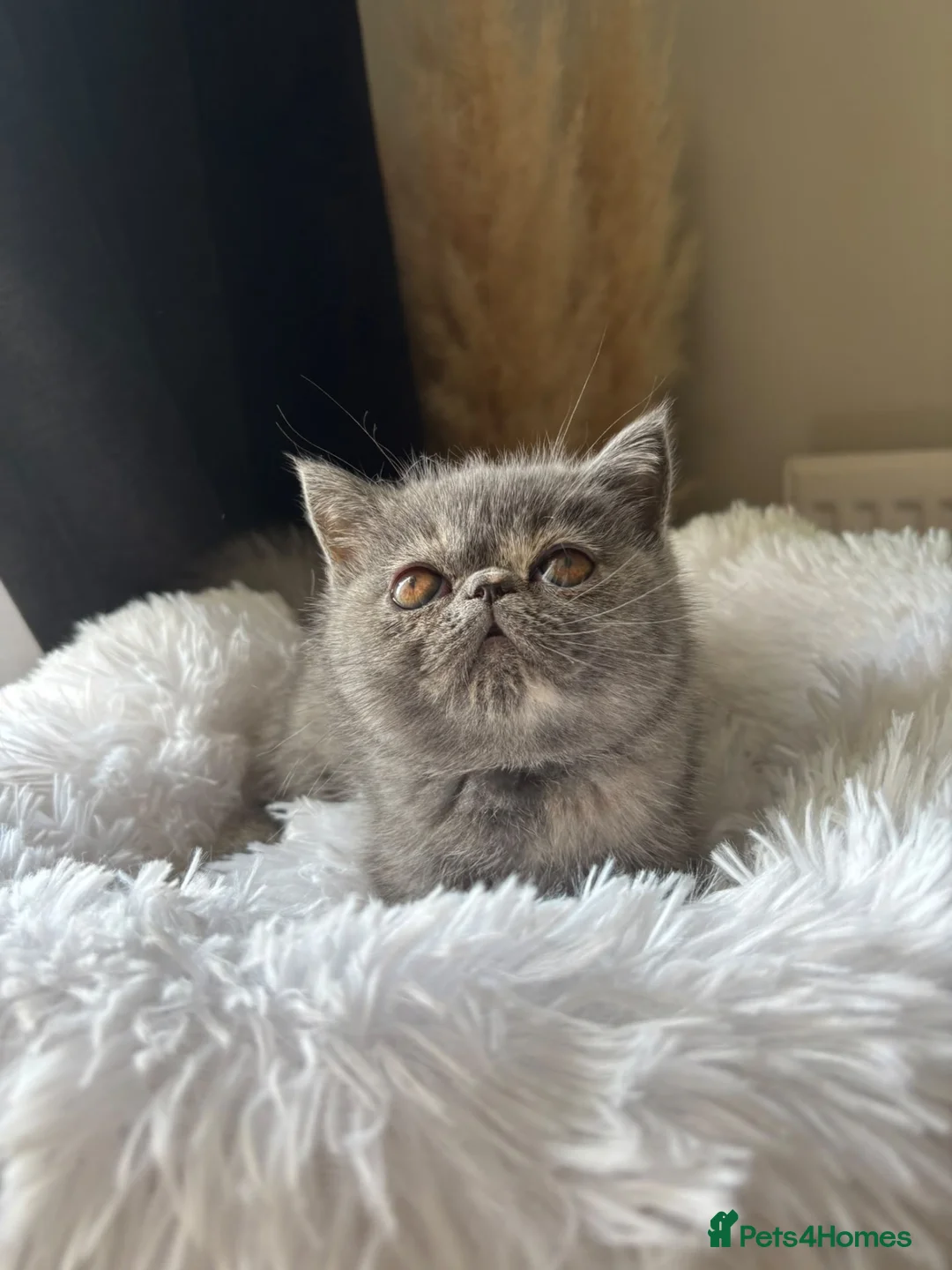 Exotic cats for sale: GCCF Registered blue cream exotic female   - Advert 8