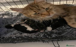 Maine Coon cats for sale: Beautiful chocolate and white male kitten  - Image 6