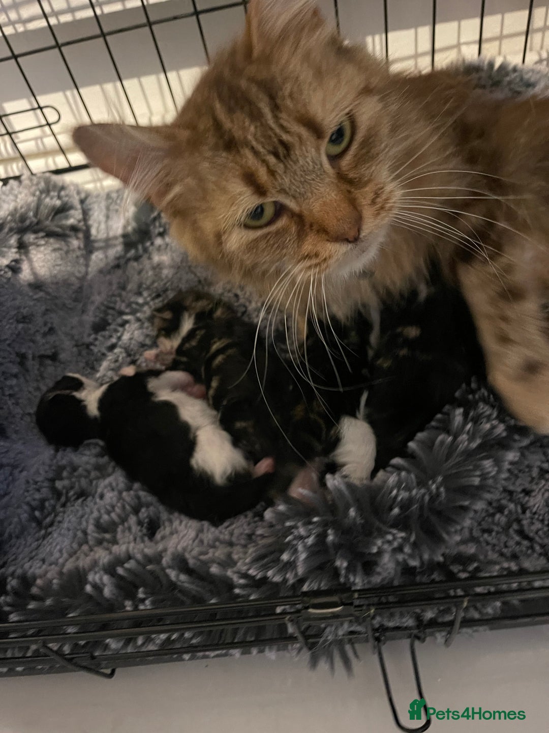 Maine Coon cats for sale: Beautiful chocolate and white male kitten  - Image 6