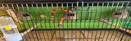 Finches birds for sale: Different types of finches £550 the lot!!! - Advert 2
