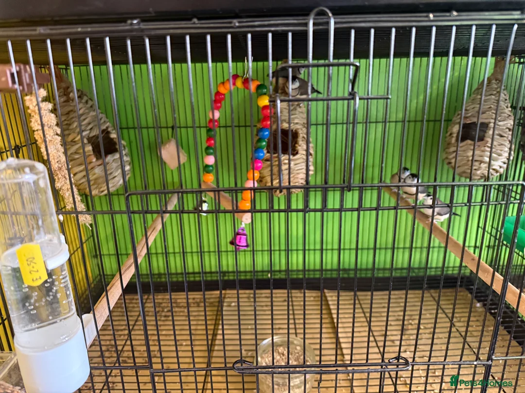 Finches birds for sale: Different types of finches £550 the lot!!! - Advert 2