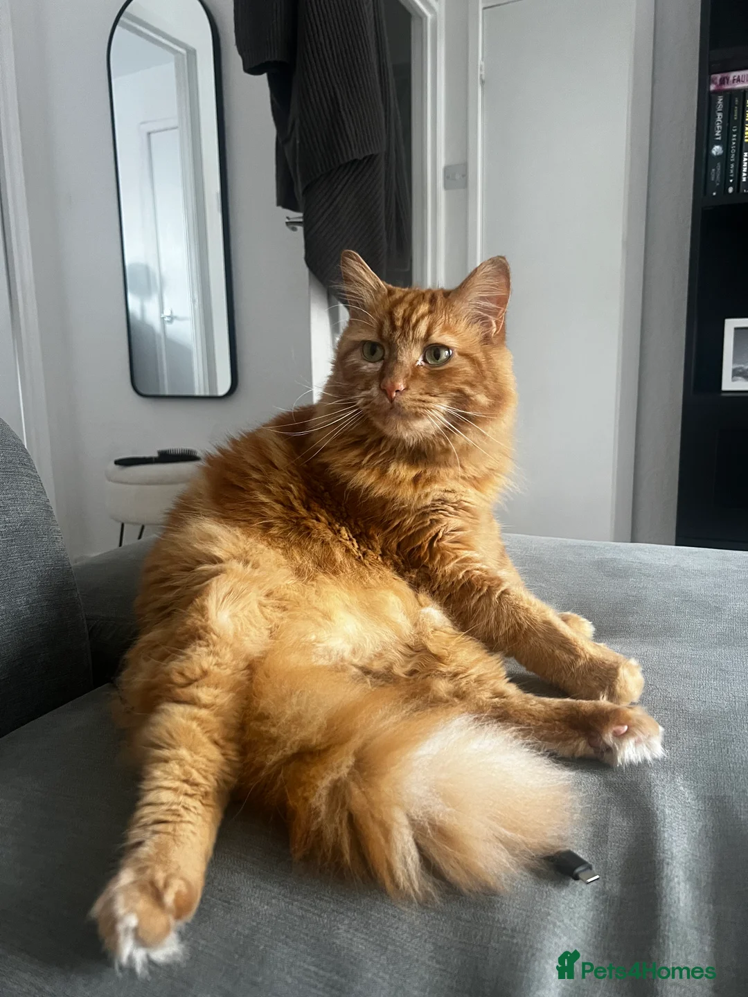 Mixed Breed cats for sale: Two boys for sale in Leeds - Advert 2