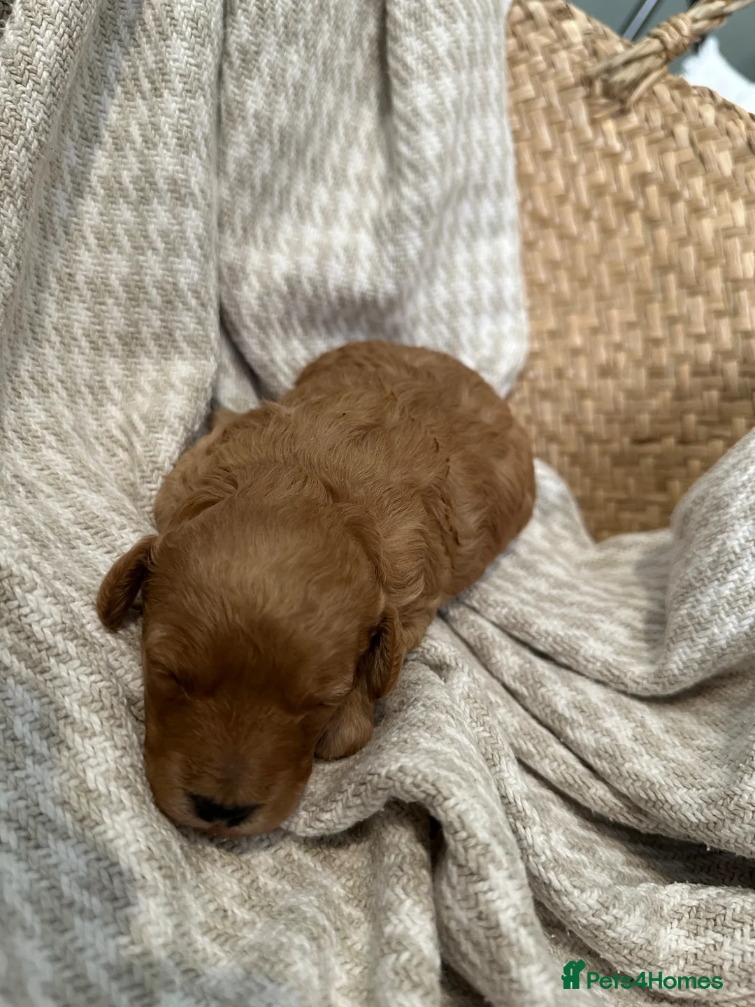 Toy Poodle dogs for sale: Gorgeous, healthy KC toy poodles  - Advert 11