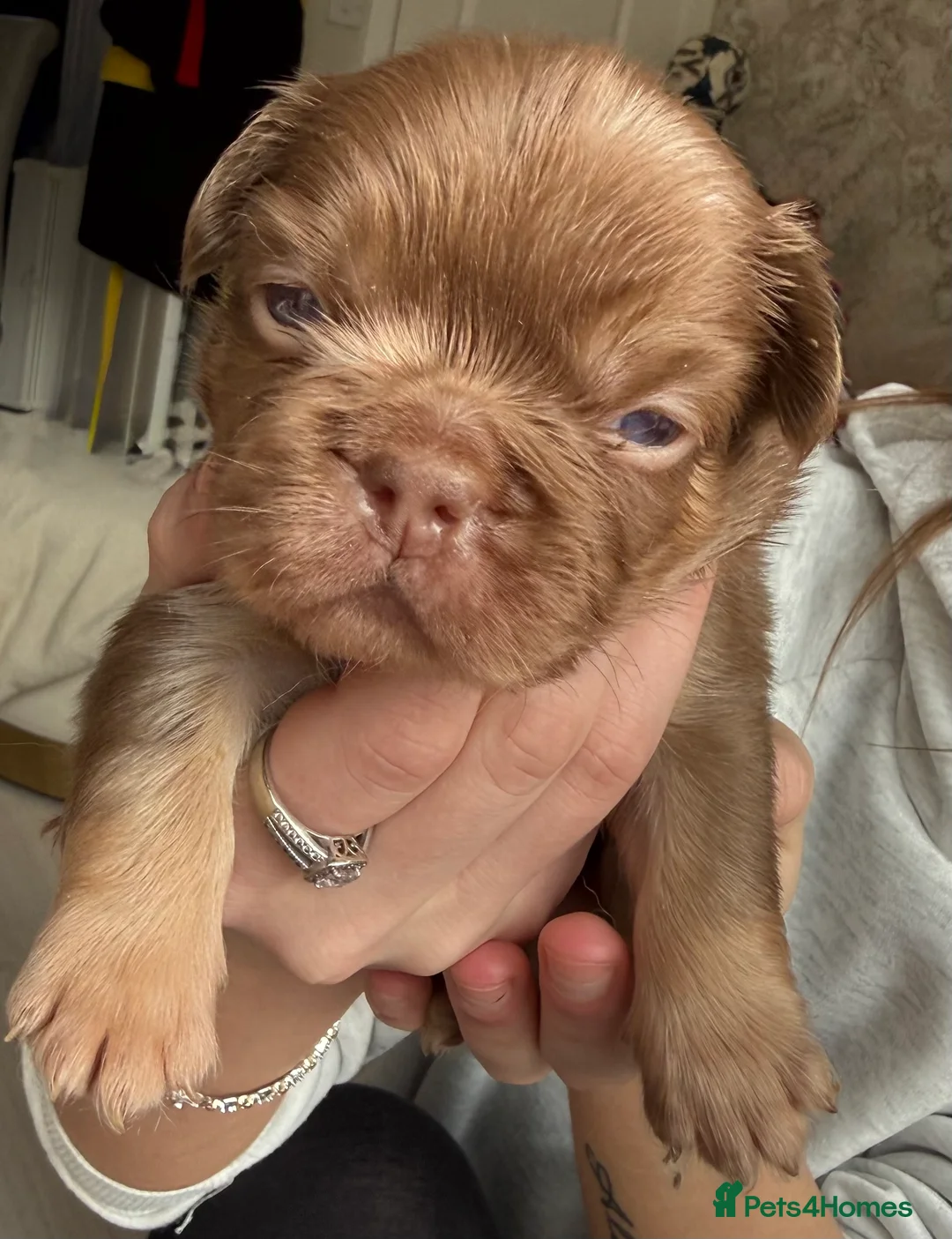 French Bulldog dogs for sale: Full fluffy frenchies  - Advert 25