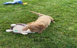Cavapoochon dogs for sale: Stunning litter of Cavapoochon pups - Image 4